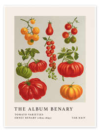 Wall art print The Album Benary - Tomato Varieties - Ernst Benary