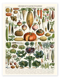 Poster Vegetables and Legumes (French) - Adolphe Millot