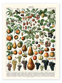 Poster Fruits, 1923 (French) - Adolphe Millot