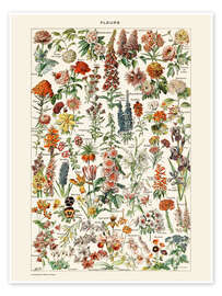 Poster Flowers I (French) - Adolphe Millot