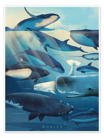 Wall art print Whales - Dieter Braun