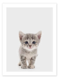 Wall art print Curious Kitten - Animal Kids Collection