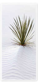 Door poster Yucca on a Sand Dune - Don Grall