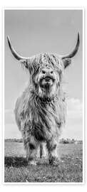Door poster Scottish Highland Cattle - Art Couture