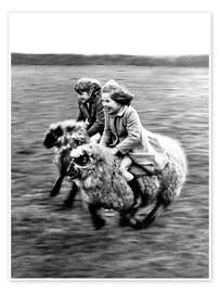 Wall art print Racing on Sheep - John Drysdale