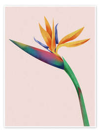 Wall art print Strelitzia - Dieter Braun