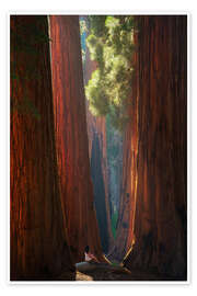 Poster Beautiful Light at Sequoia Park, California