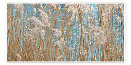 Poster Golden Grasses