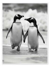 Wall art print Penguin couple - Frank Daske
