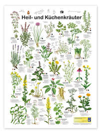 Poster Medicinal and culinary herbs (German) - Planet Poster Editions