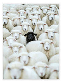 Wall art print Black Sheep - Peter Roder
