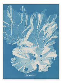 Poster Blue Prints - Ulva latissima - Anna Atkins
