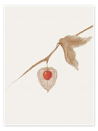 Wall art print Ground Cherry - CatsAndDotz