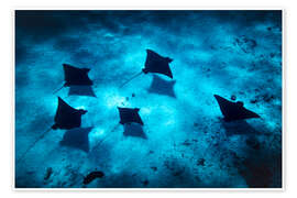 Wall art print Family of rays in Bora Bora - Lucas Tiefenthaler