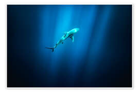 Wall art print Shark in the sea in Hawaii - Lucas Tiefenthaler