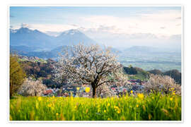 Wall art print Blossoming cherry tree in Fraxern - Lucas Tiefenthaler