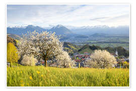 Wall art print Cherry blossom in the mountains, Fraxern - Lucas Tiefenthaler