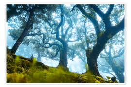 Wall art print Tree with fog in Fanal, Madeira - Lucas Tiefenthaler